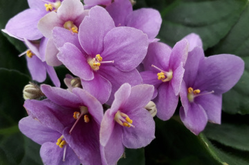 Violetas