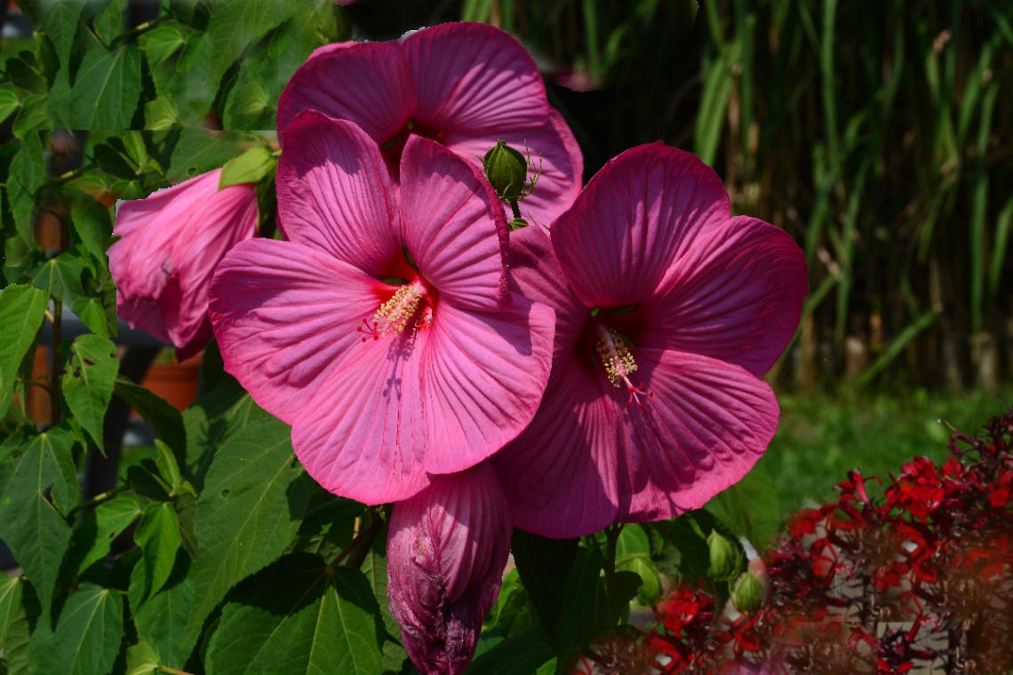 BLUMEN