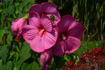 BLUMEN