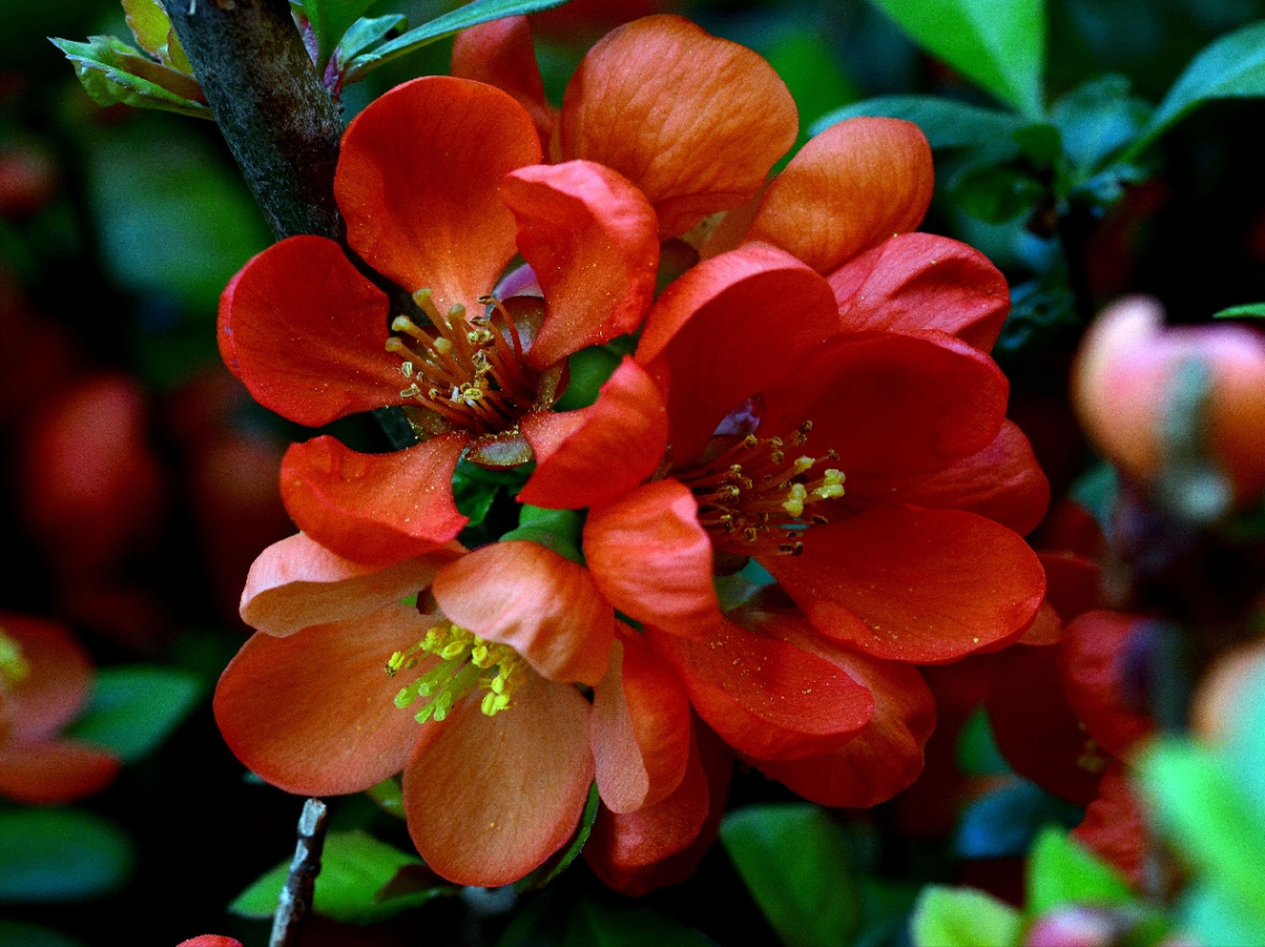 BLUMEN