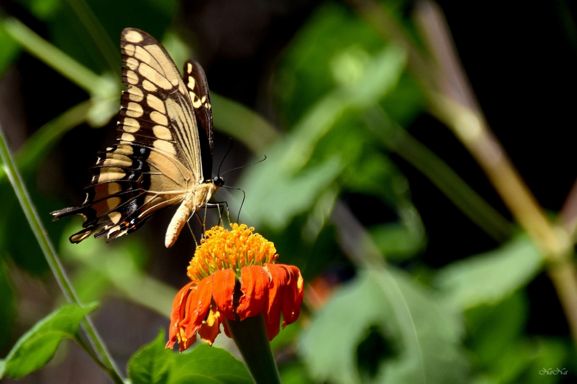 Giant Swallowtail