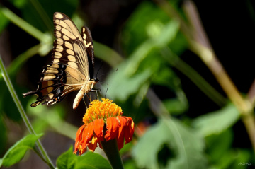 Giant Swallowtail