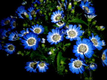 BLUMEN