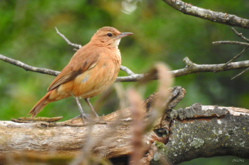 Rufous Hornero
