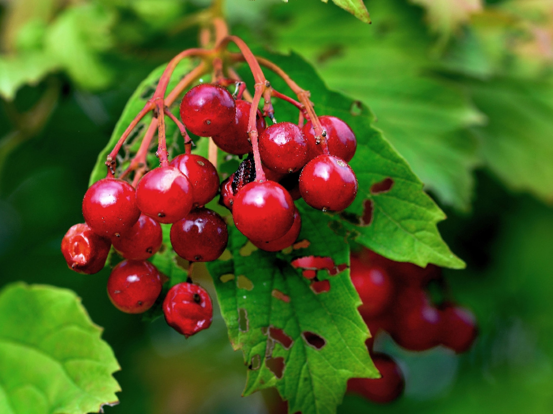 BEEREN
