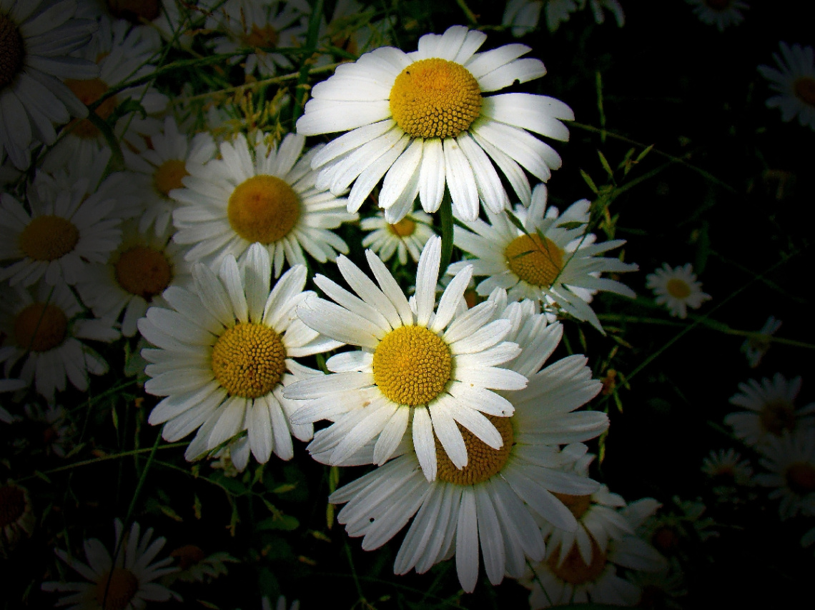 BLUMEN