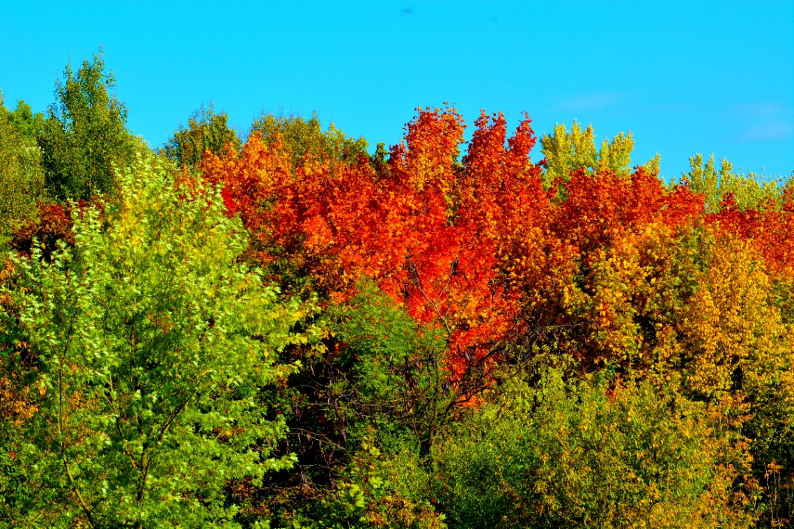 HERBST