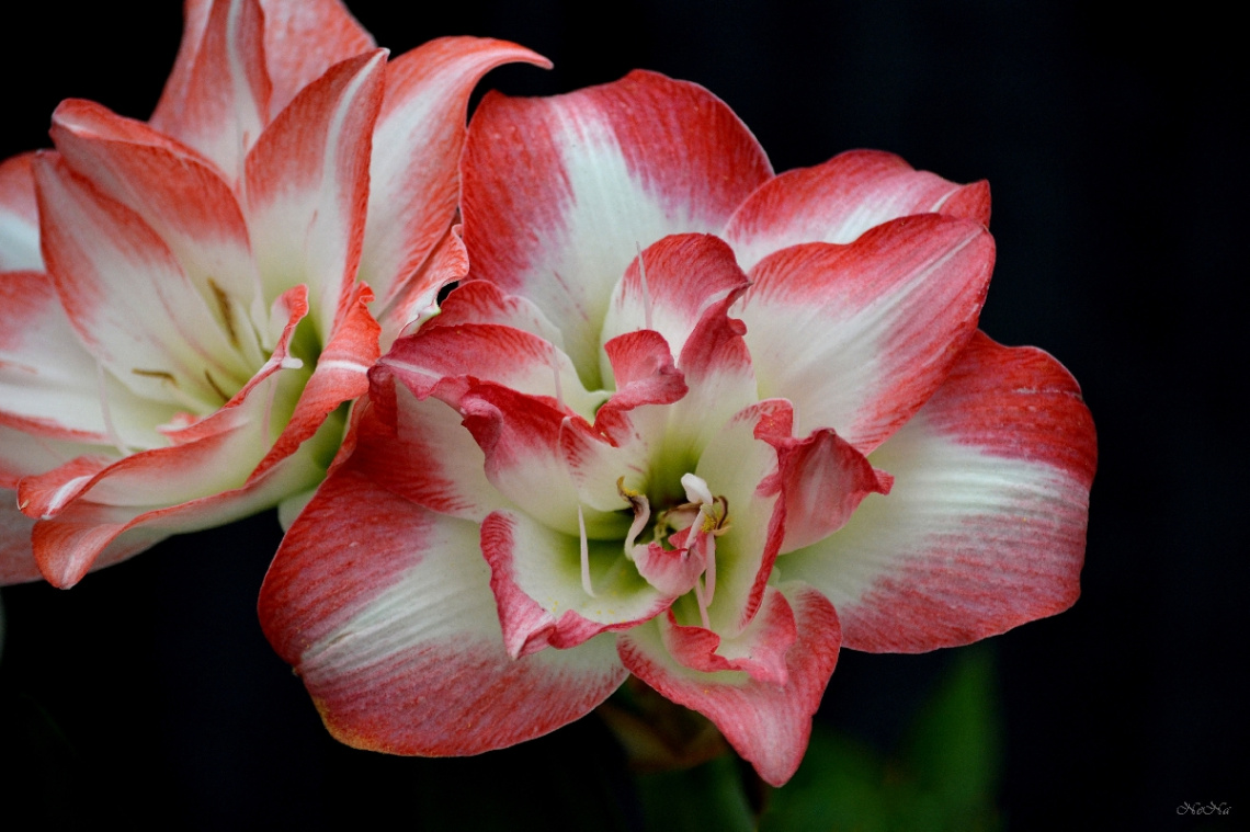Amaryllis
