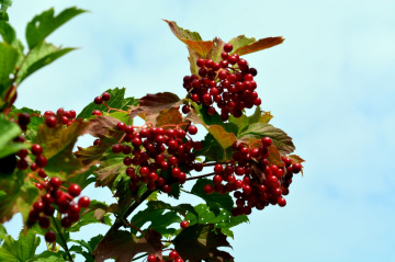 BEEREN