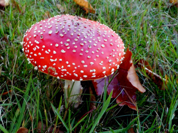 FLIEGENPILZ