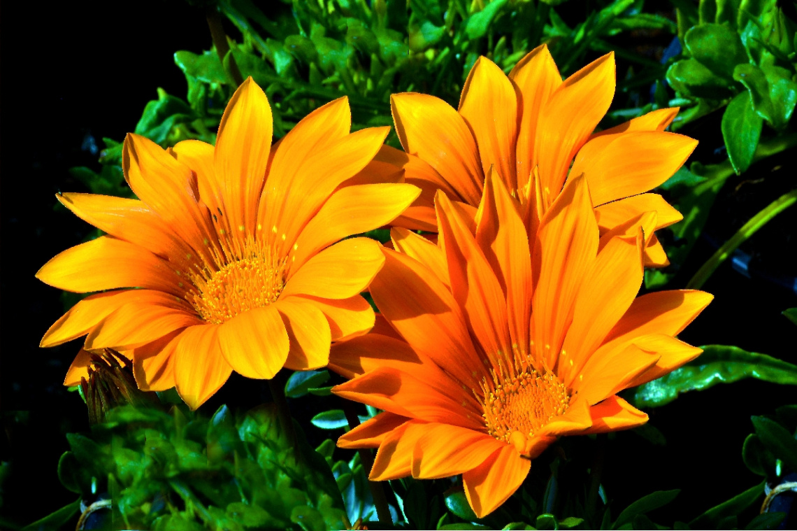 BLÜTEN