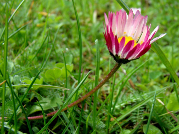 GÄNSEBLÜMCHEN 