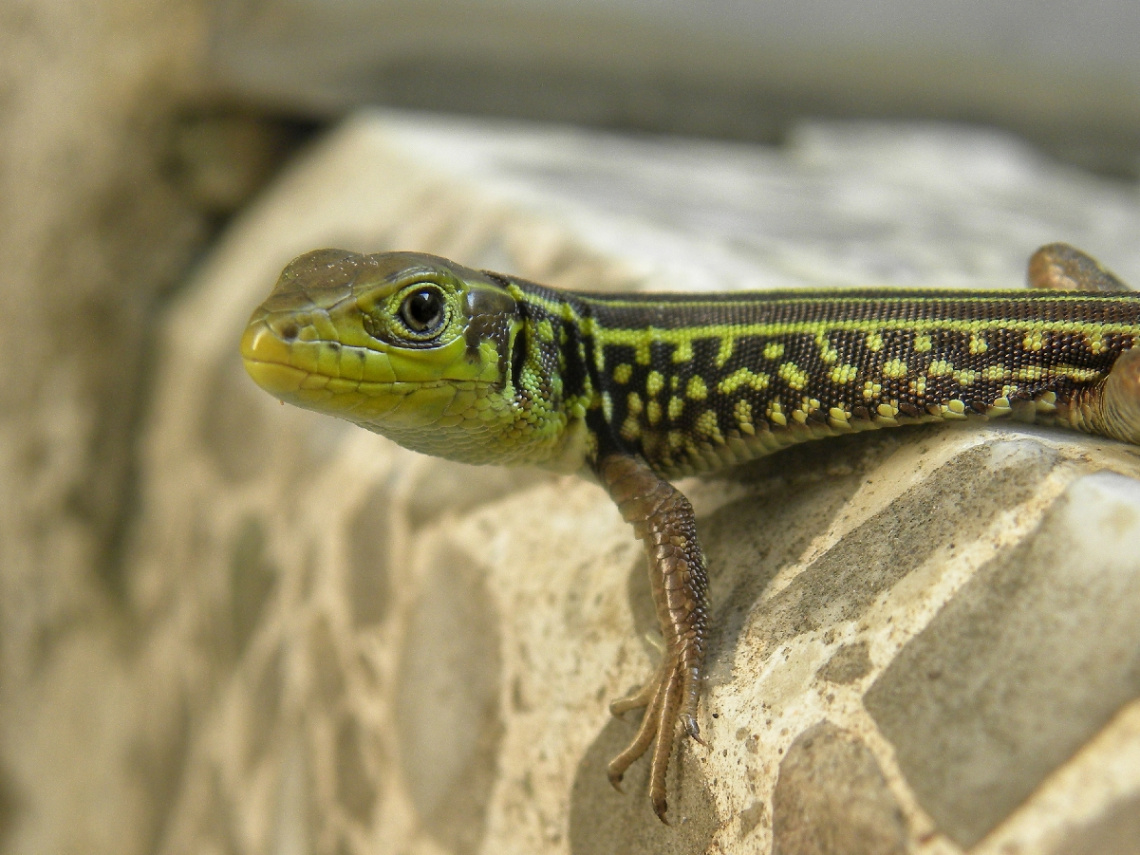 Levant green lizard 