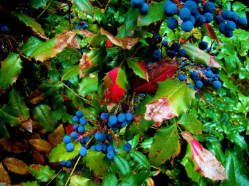 BEEREN