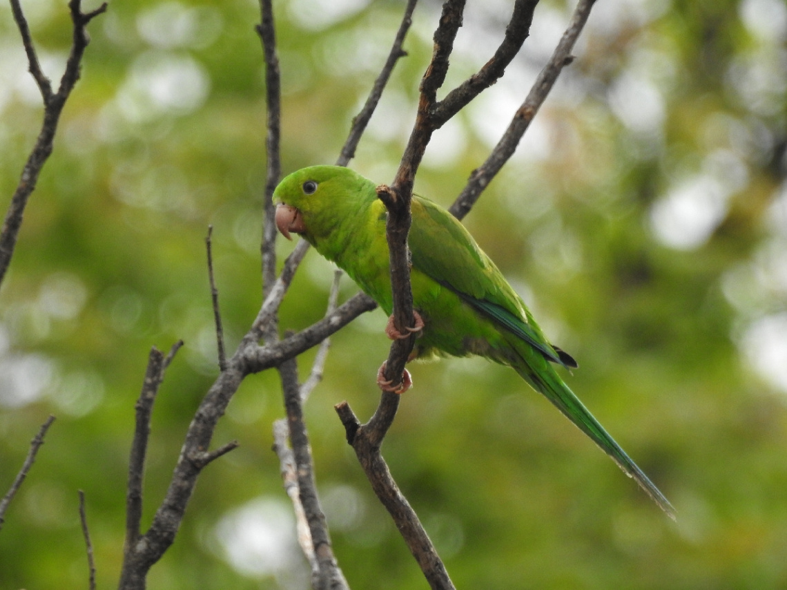Plain Parakeet
