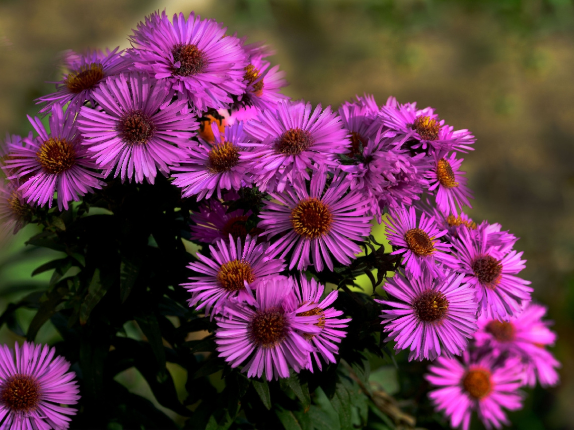 BLÜTEN