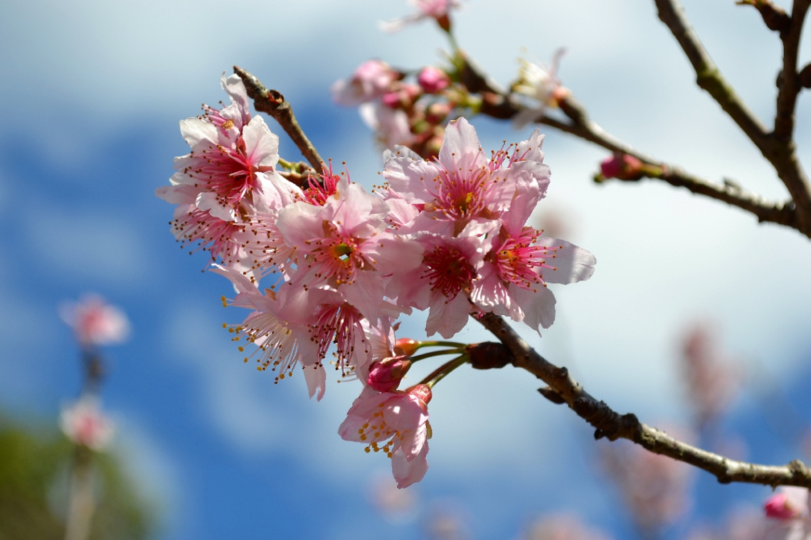 Sakura