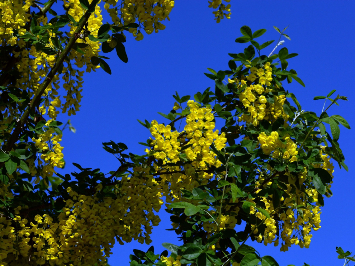 BLÜTEN
