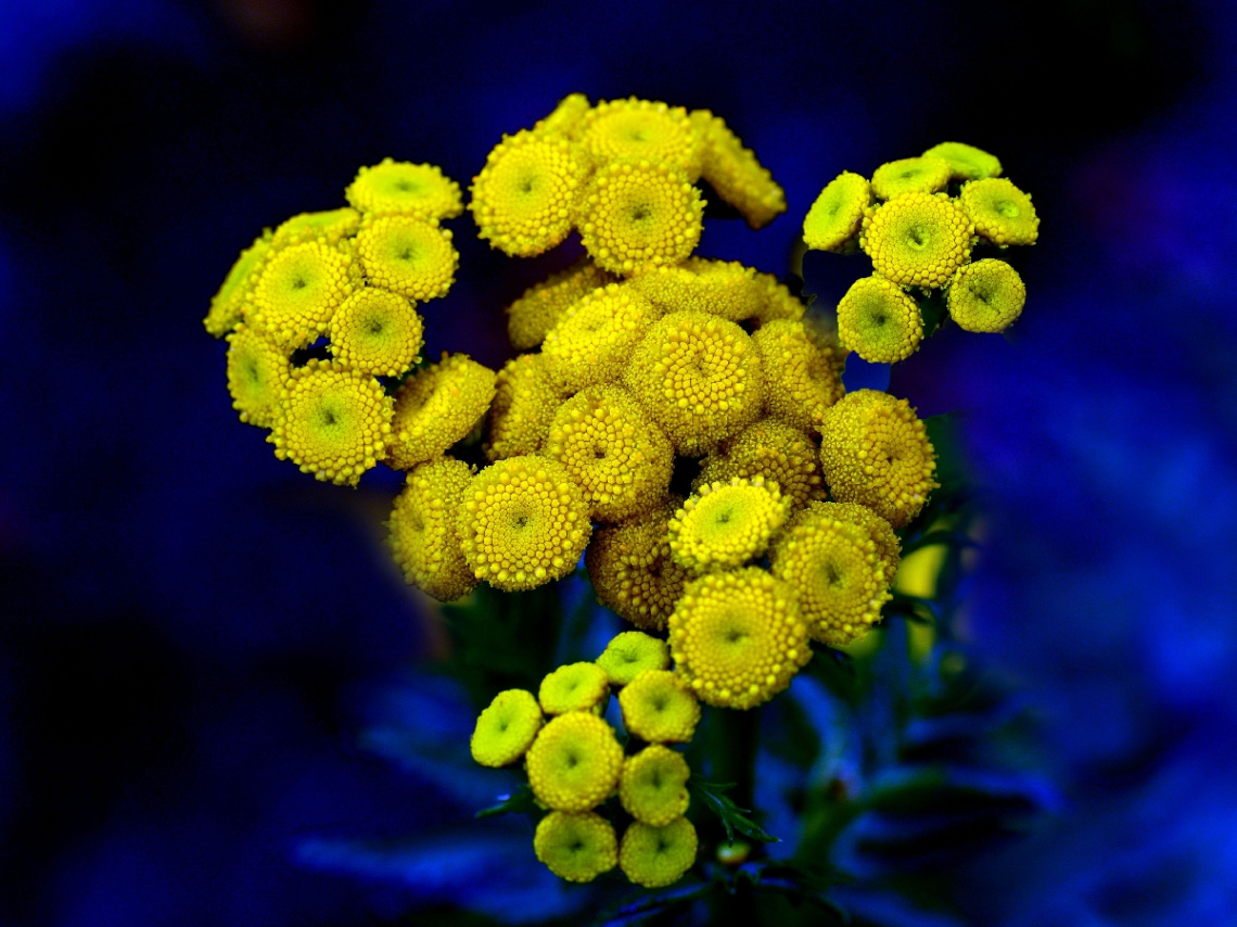 BLÜTEN