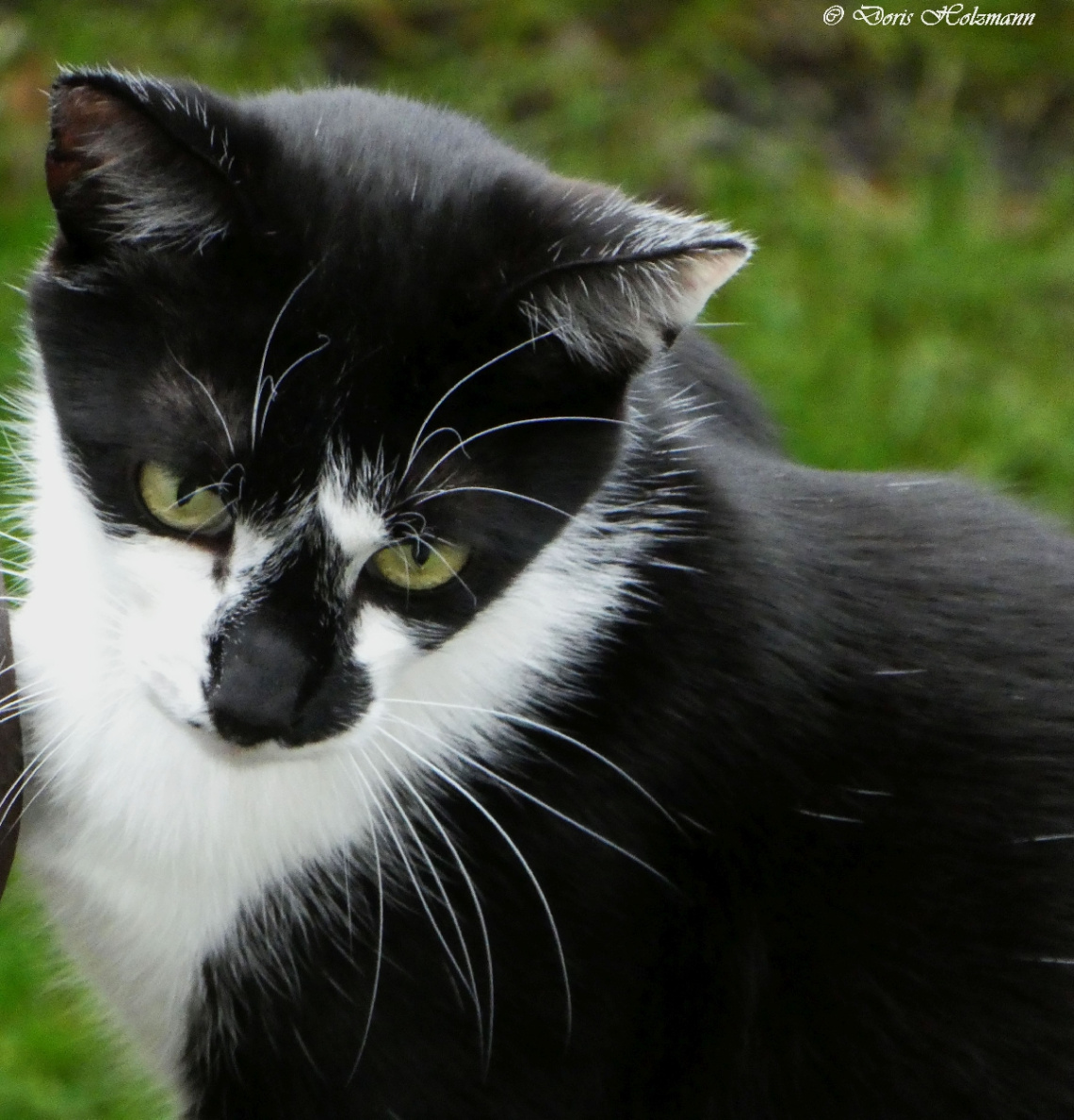 One of the neighboring cats