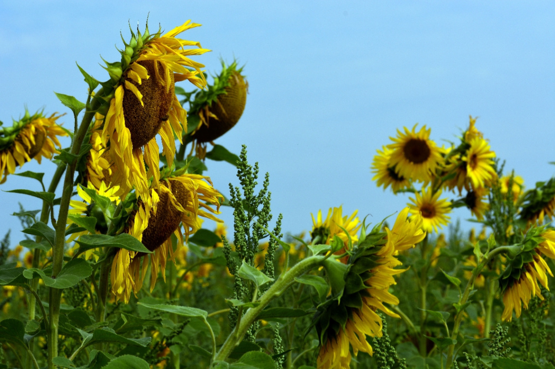 SONNENBLUMEN