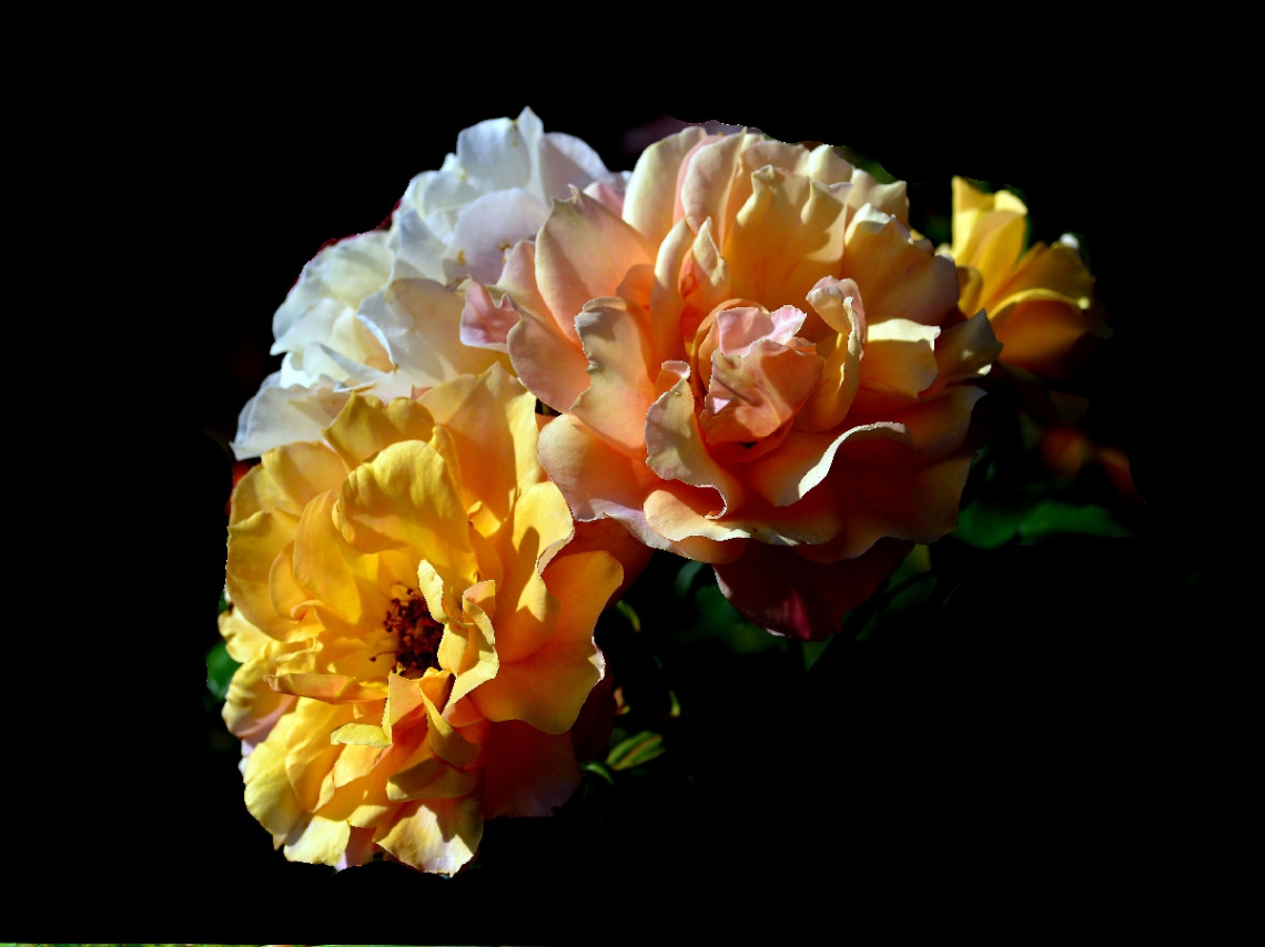 BLÜTEN