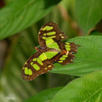 Siproeta stelenes