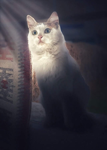 Kedi-4