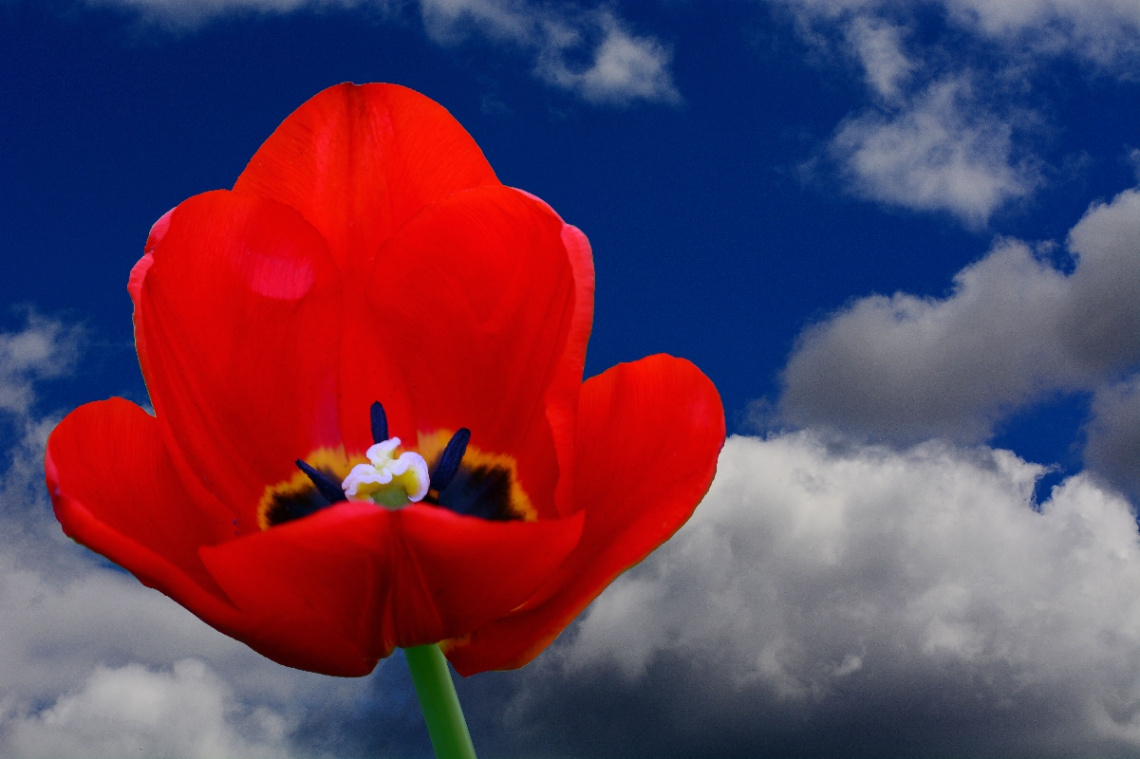 BLÜTE