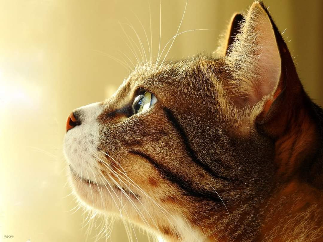 Gato