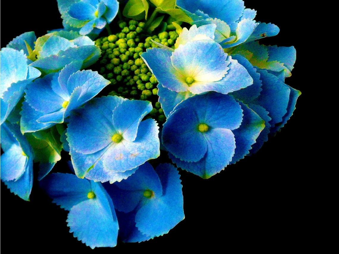 BLÜTEN