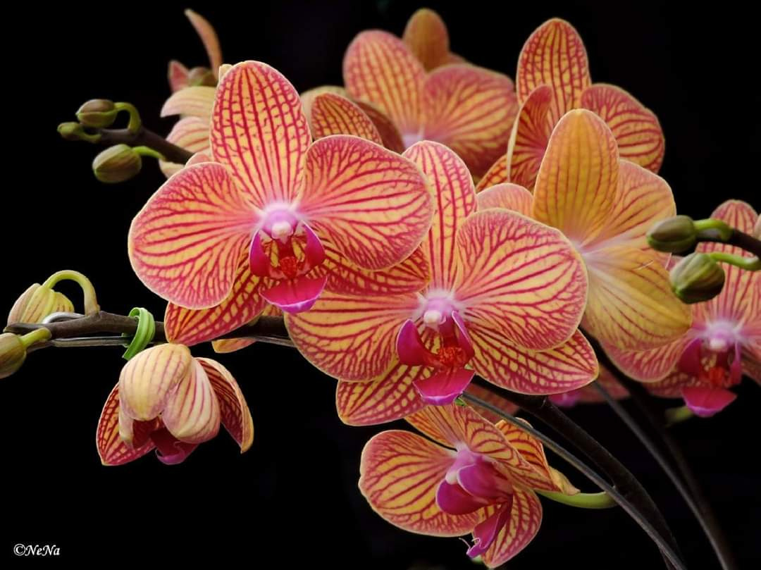 Orchids 