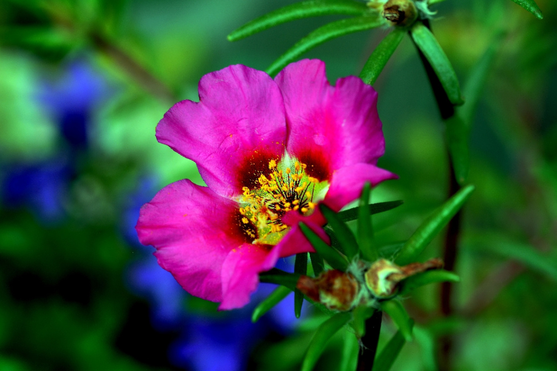 BLÜTE