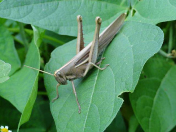 Gafanhoto 