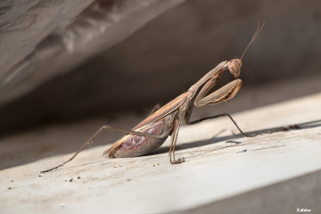 Mantis