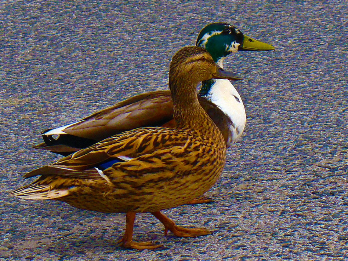 ENTEN