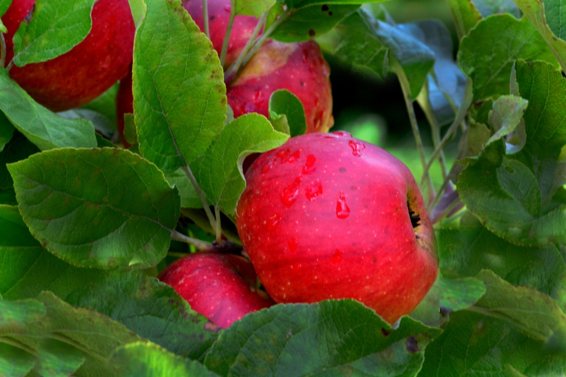 ÄPFEL