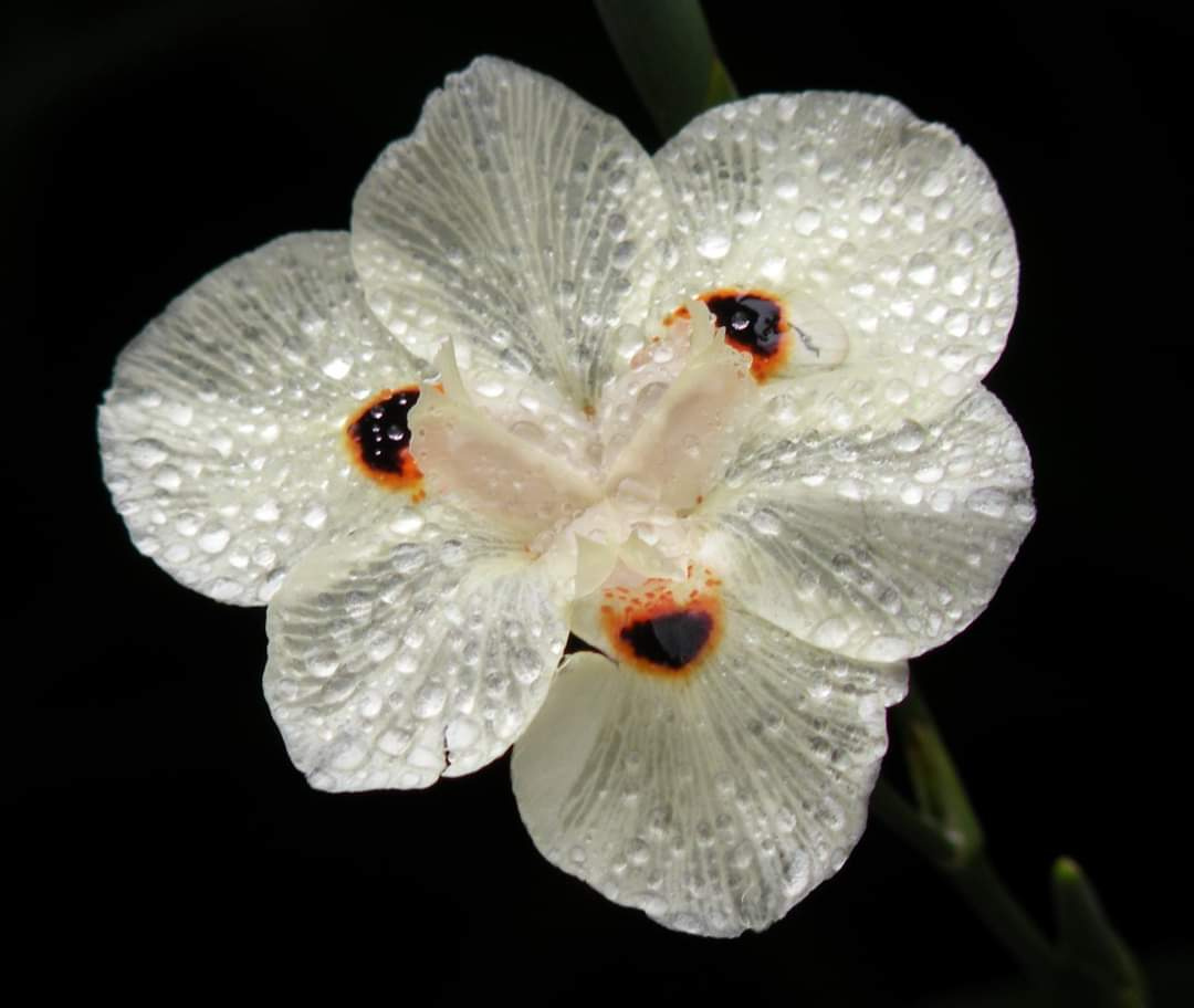 Raindrops