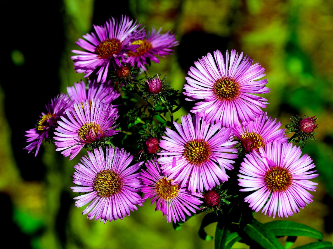 BLÜTEN