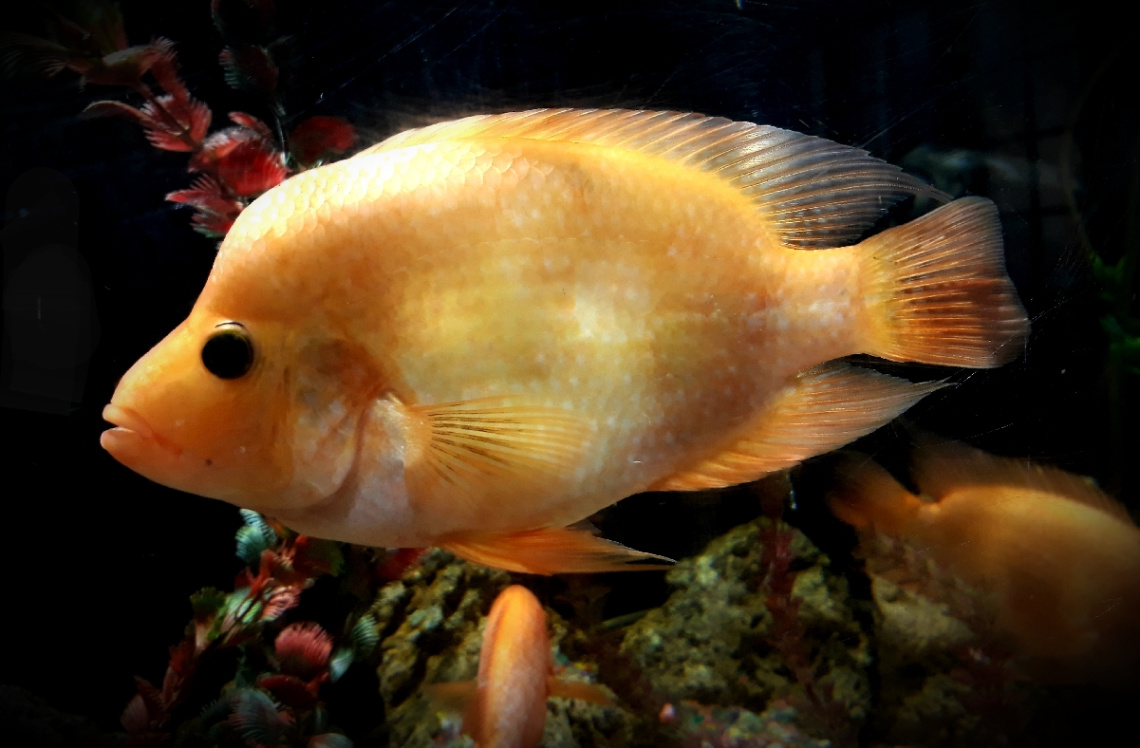 Fish Carpa 