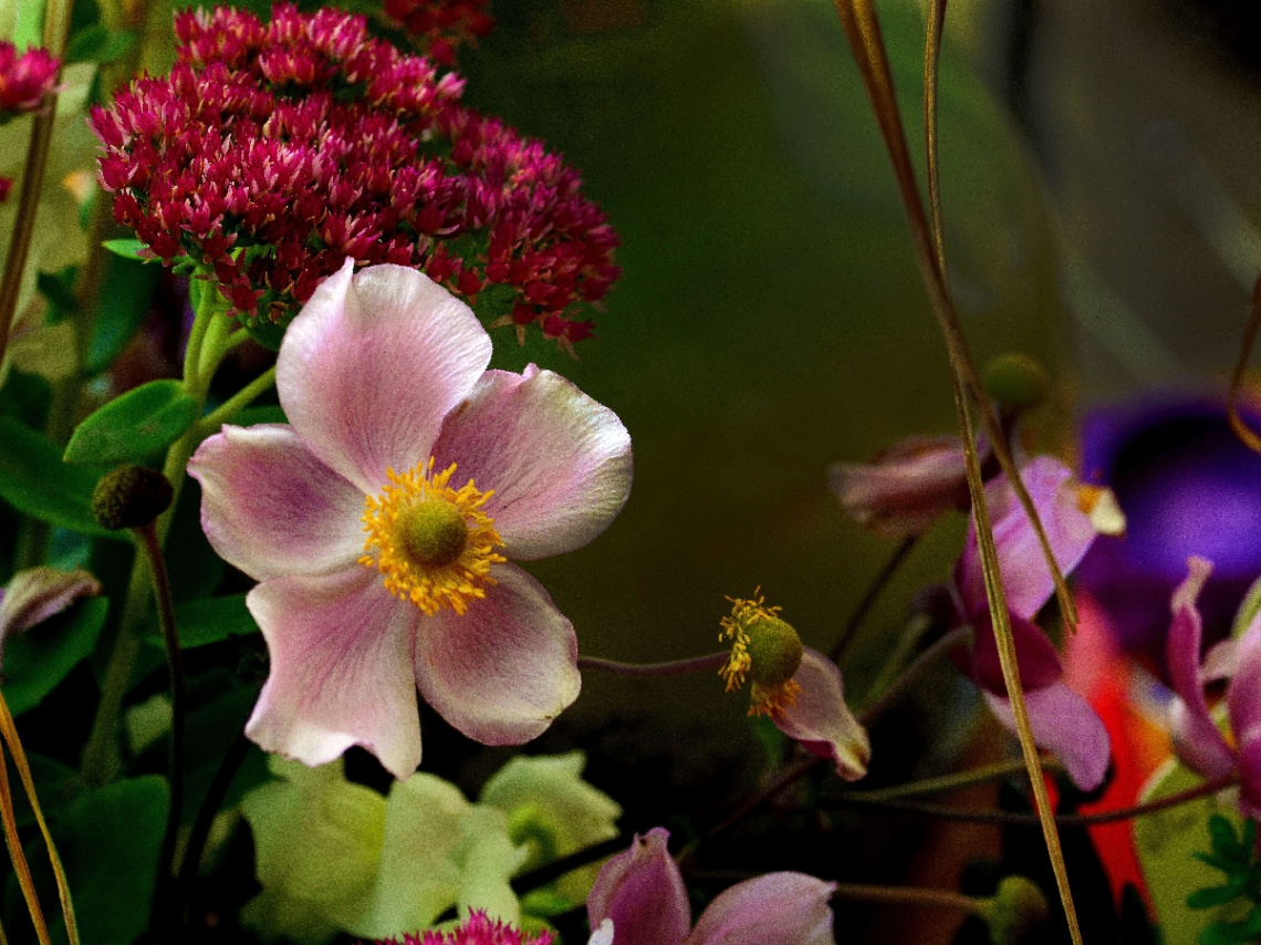 BLUMEN