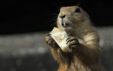 A Hungry One .....