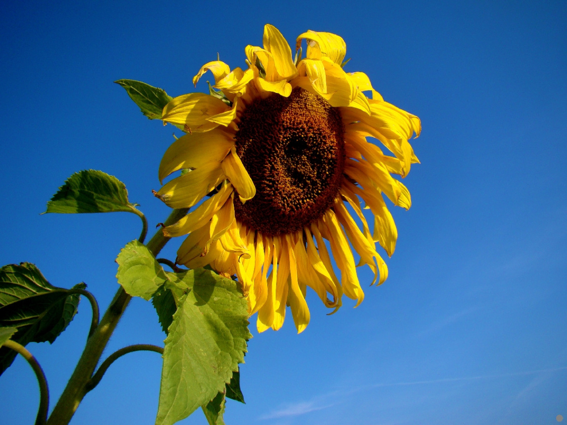 BLÜTE