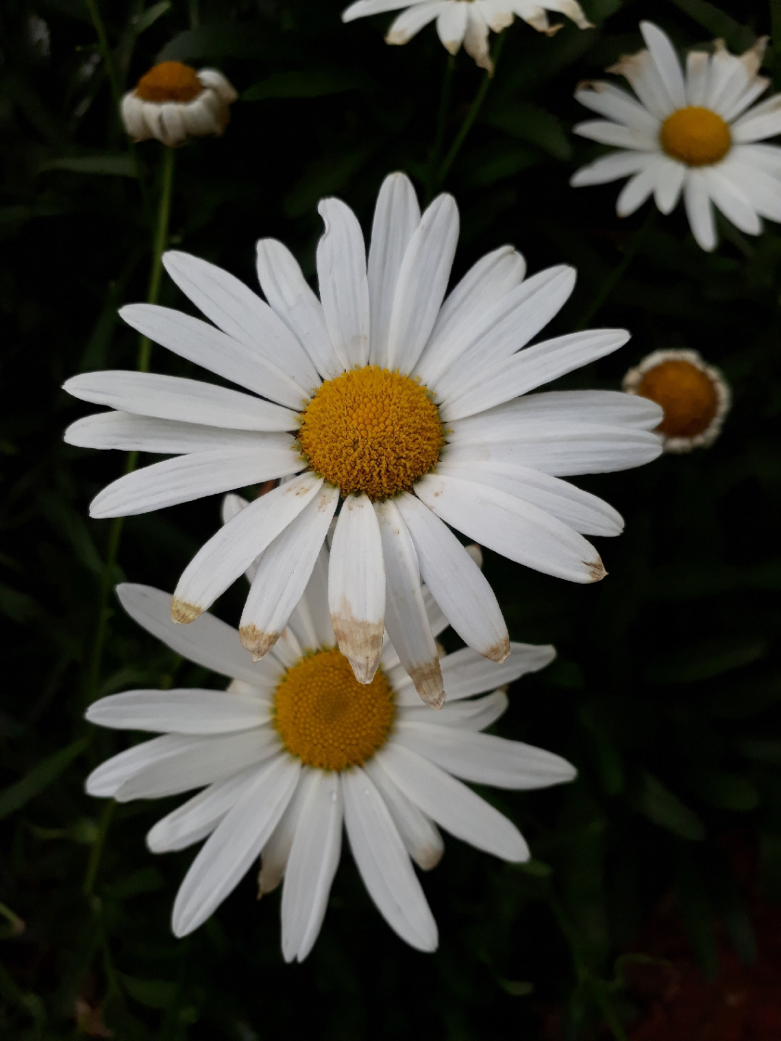 Margaridas
