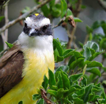 Bem-te-vi (Pitangus sulphuratus)