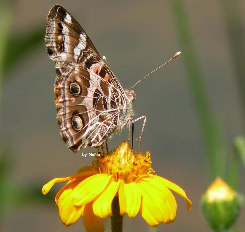 Borboleta 