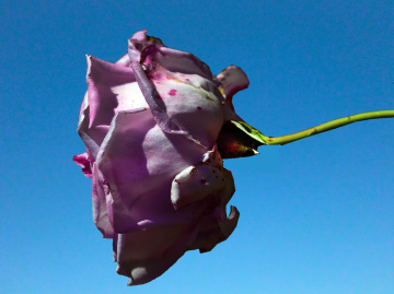 BLÜTE