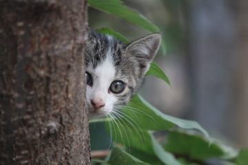 Kedi