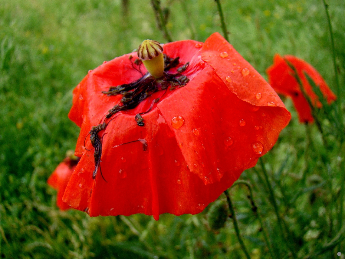 BLÜTE