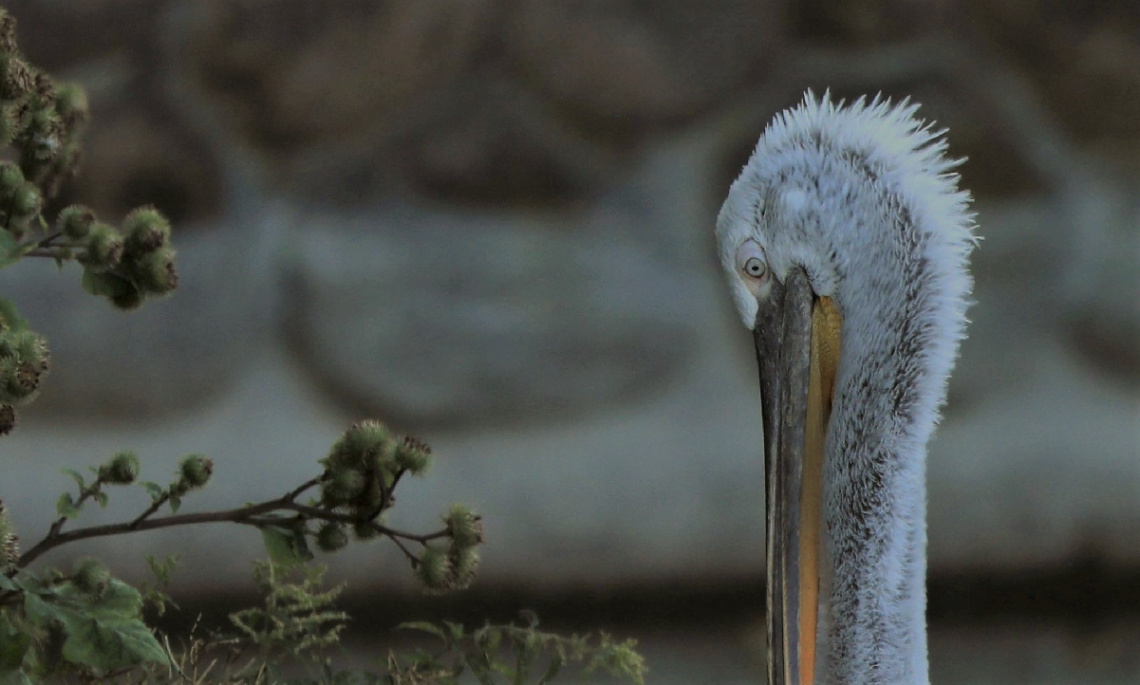 Pelican Moment